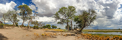 Kavango river bank & trees