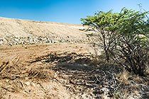 self-rehabilitation of slopes by wind carrying grass seeds from nearby field