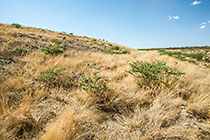 rehabilitated slopes with top soil showing growth of grass and local bushes
