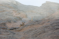 klipspringers climbing rock