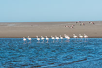greater flamingo birds in pocket beach