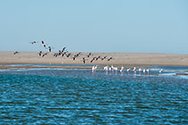 Flamingos