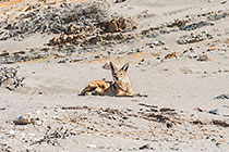 jackal