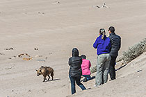 NamDeb staff & Lisa watching brown hyena walking