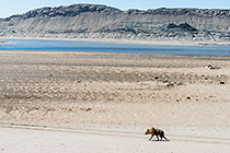 brown hyena