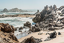 Seals on Beach