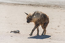 Brown Hyena