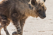 brown hyena