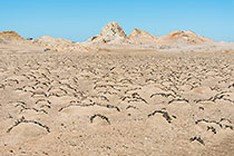 mini sand dune formation around plants