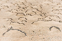 mini sand dune formation around plants