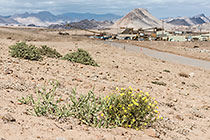 Rehabilitated Slopes