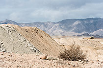 plant rehabilitation on natural slope of tailings