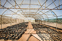 plant nursery for tailing rehabilitation
