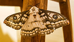emperor moth