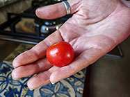 tomatoe from garden