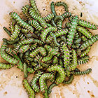 green caterpillars