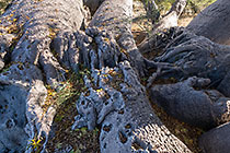 huge baobab tree