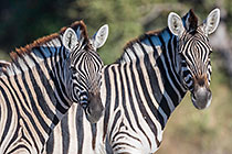 Zebras