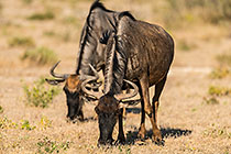 Wildebeests