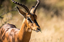 Impala