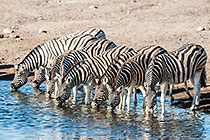 B&W at Waterhole