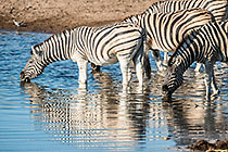Zebras