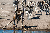 Giraffes