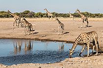 Giraffes