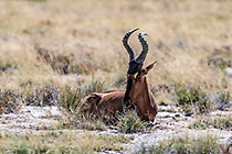 Impala