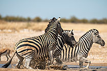 Zebras