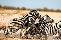 Zebras