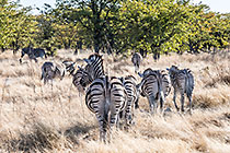 Zebras