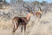 Impala
