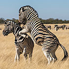 zebra fighting in dry grass