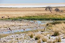 springboks at Salvadora fontein