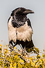 Crow