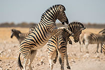 Zebras