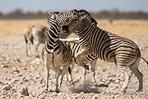 Zebras