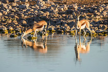 Springboks