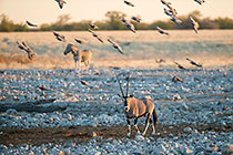 Oryx