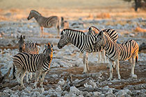 Zebras