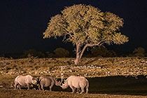 Rhinos