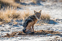 Jackal