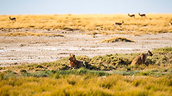 Lions