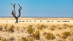dead tree near Wolfsnes waterhole