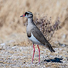 Crowned Lapwing