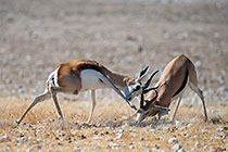 Springboks