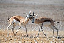 Springboks