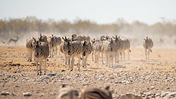 Zebras