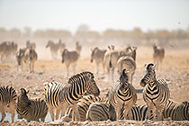 Zebras